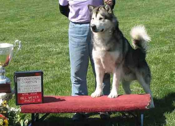 Hudsons Malamutes - Nikko