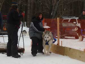 Hudsons Malamutes - Nikko