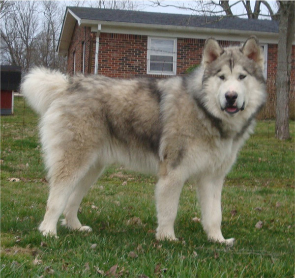 Hudsons Malamutes - Noah