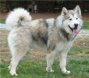 Hudsons Malamutes - Noah