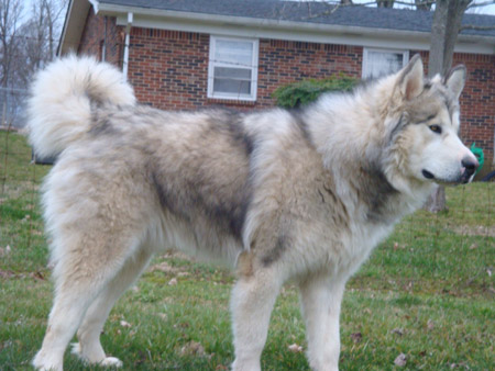 Hudsons Malamutes - Noah