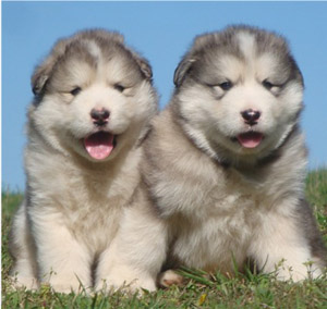 Hudsons Malamutes - Noah