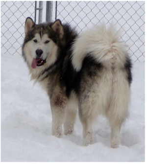 Hudsons Malamutes - Noah