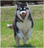 Hudsons Malamutes - Nuka