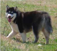 Hudsons Malamutes - Nuka