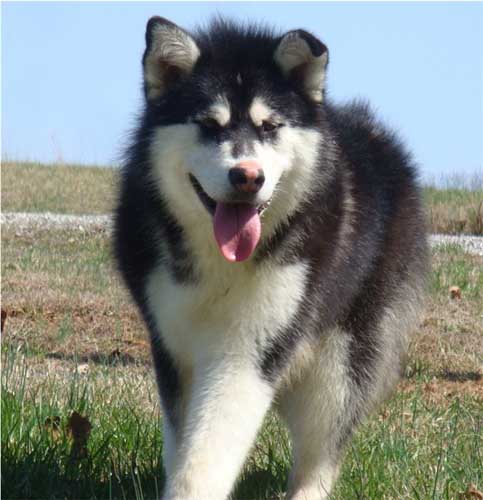 Hudsons Malamutes - Nuka