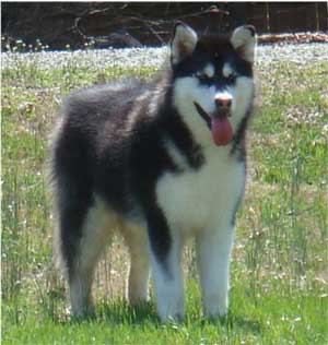 Hudsons Malamutes - Nuka