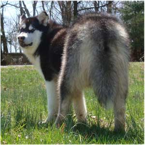 Hudsons Malamutes - Nuka