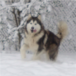 Hudsons Malamutes - Ohnee