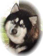 Hudsons Malamutes - Onyx