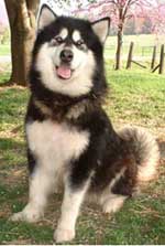 Hudsons Malamutes - Onyx