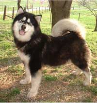 Hudsons Malamutes - Onyx