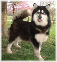 Hudsons Malamutes - Onyx