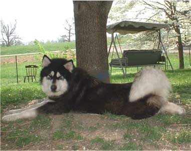 wakon giant alaskan malamute