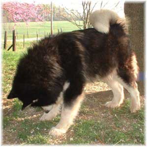 Hudsons Malamutes - Onyx