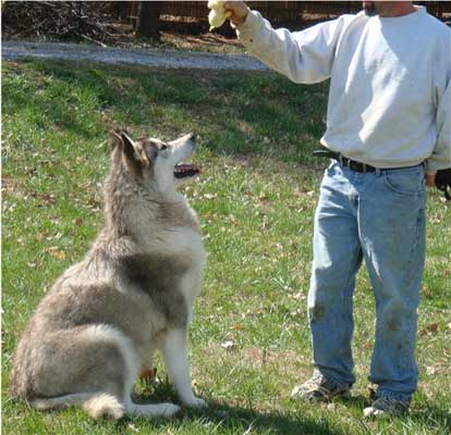 Hudsons Malamutes - Peyton 