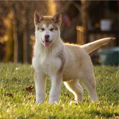 Hudsons Malamutes - Precious 