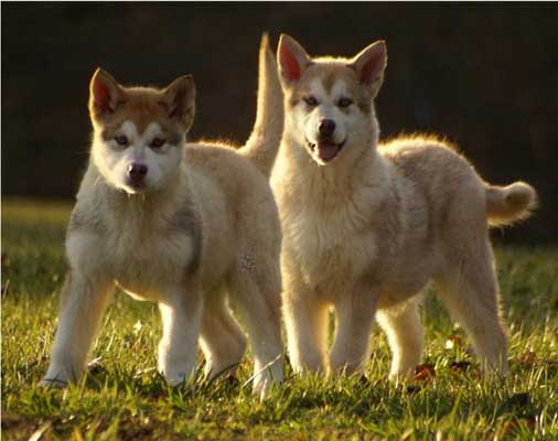 Hudsons Malamutes - Precious 