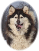 Hudsons Malamutes - Q-Qua