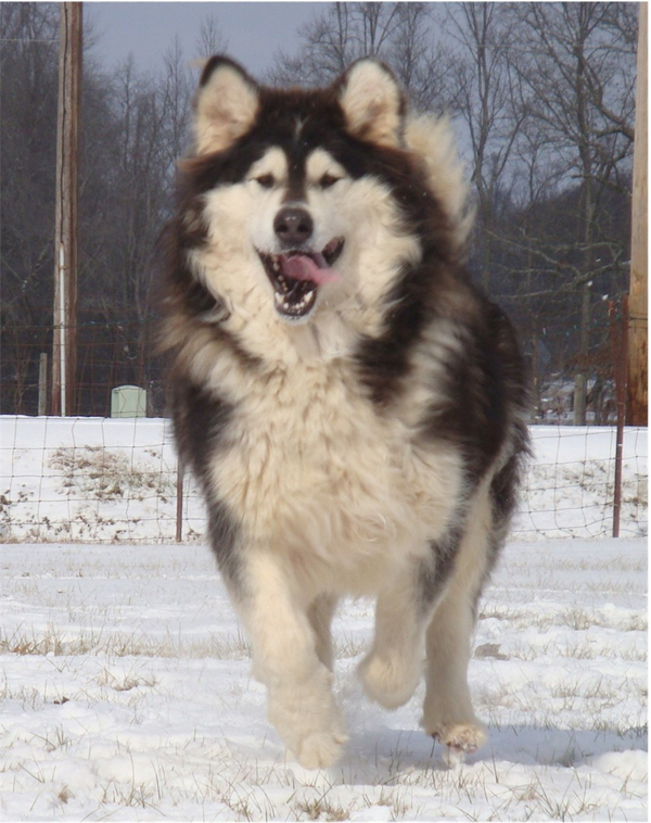 Hudsons Malamutes - Q-Qua 