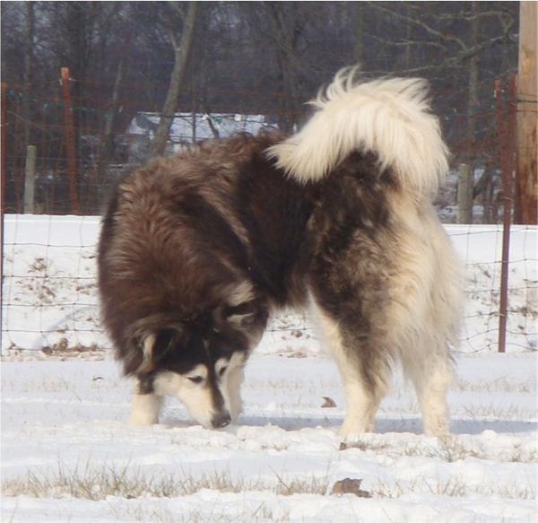 Hudsons Malamutes - Q-Qua 