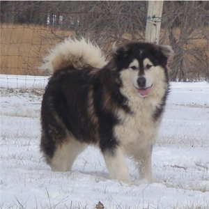 Hudsons Malamutes - Q-Qua 