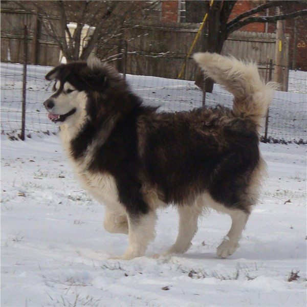 Hudsons Malamutes - Q-Qua 