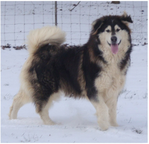 Hudsons Malamutes - Q-Qua 