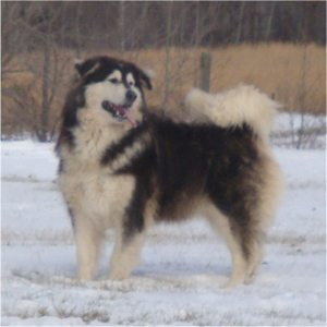 Hudsons Malamutes - Q-Qua 