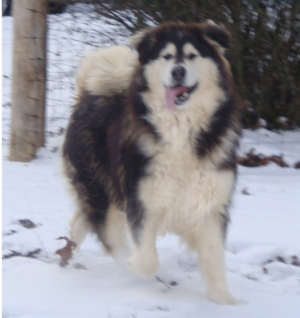 Hudsons Malamutes - Q-Qua 