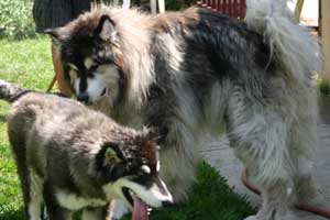 Hudsons Malamutes - Rastus