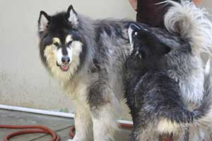 Hudsons Malamutes - Rastus