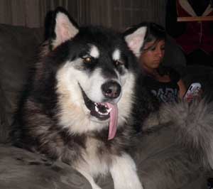 Hudsons Malamutes - Rastus