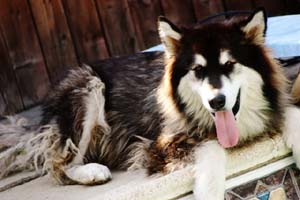 Hudsons Malamutes - Rastus