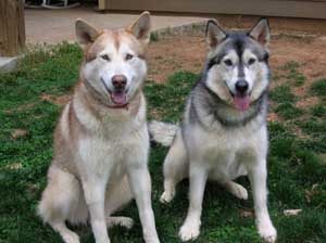 Hudsons Malamutes - Reba