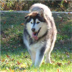 Hudsons Malamutes - Roary