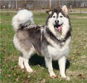 Hudsons Malamutes - Roary