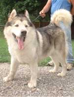 Hudsons Malamutes - Rock