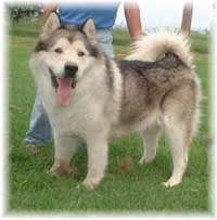 Hudsons Malamutes - Rock