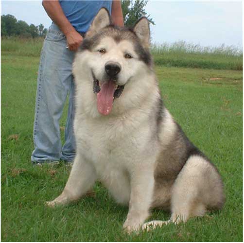 Hudsons Malamutes - Rock