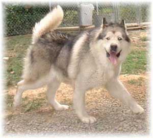 Hudsons Malamutes - Rock