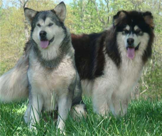 Hudsons Malamutes - Rossy