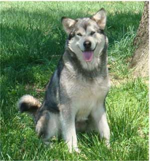 Hudsons Malamutes - Rossy