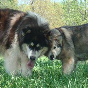 Hudsons Malamutes - Rossy