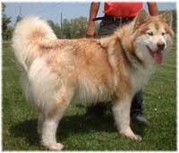 Hudsons Malamutes - Rtic