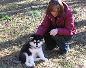 Hudsons Malamutes - Rukus