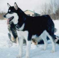 Hudsons Malamutes - Tawnie mother Ruth