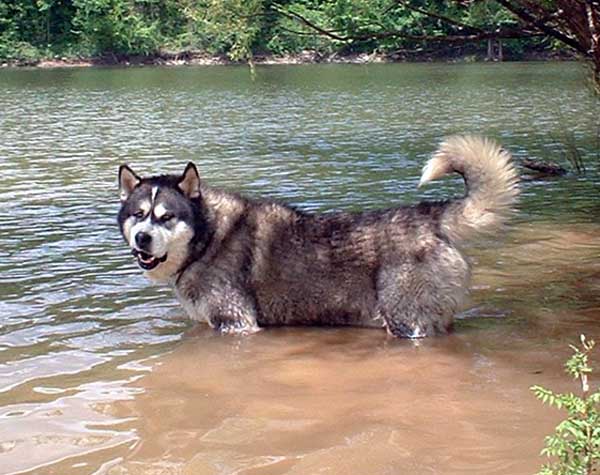 Hudsons Malamutes - The Boys - Sampson - Having Fun