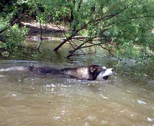 Hudsons Malamutes - The Boys Sampson - Having Fun