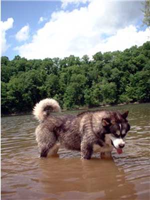 Hudsons Malamutes - The Boys Sampson - Having Fun